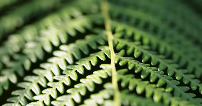 Green fern leaf with sunlight macro detail