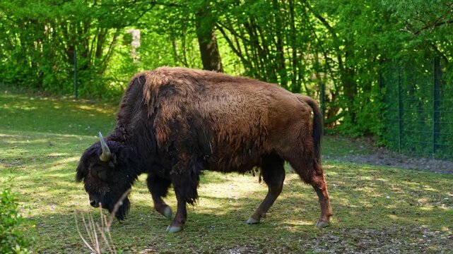 The American bison or simply bison, also commonly known as the American buffalo or simply buffalo, is a North American species of bison that once roamed North America in vast herds. 