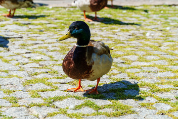 Szczecinek - przyroda miejska © rob