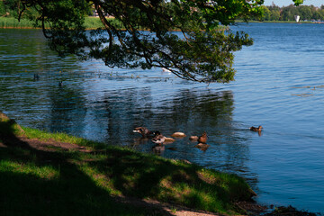 Szczecinek - przyroda miejska © rob