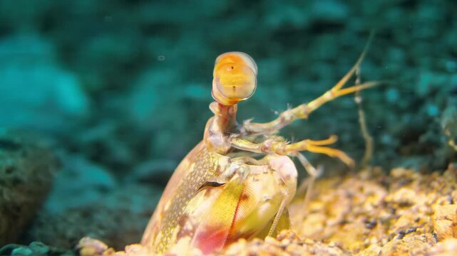 Mantis Shrimp Moving Antennae and Eyes Underwater