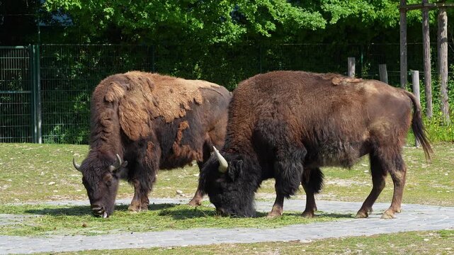 The American bison or simply bison, also commonly known as the American buffalo or simply buffalo, is a North American species of bison that once roamed North America in vast herds. 
