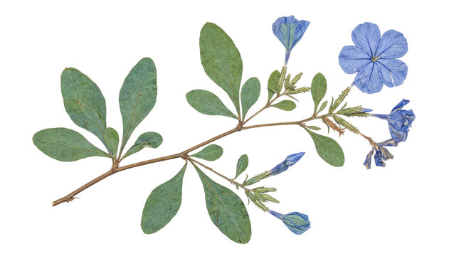 Exquisitely pressed blue plumbago plant specimen, displaying vibrant delicate flowers and detailed green leaves.