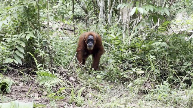 A female Sumatran orangutan - Pongo abelii - emerges from the rainforest and walks across the rounded pebbles of a dry riverbed with her infant clinging beneath her left arm.