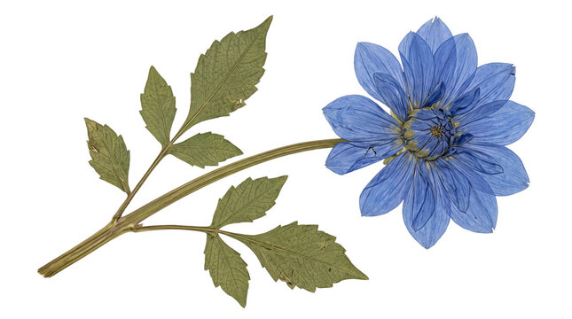 Preserved blue dahlia flower with subtle texture and green leaves, isolated on a transparent background.