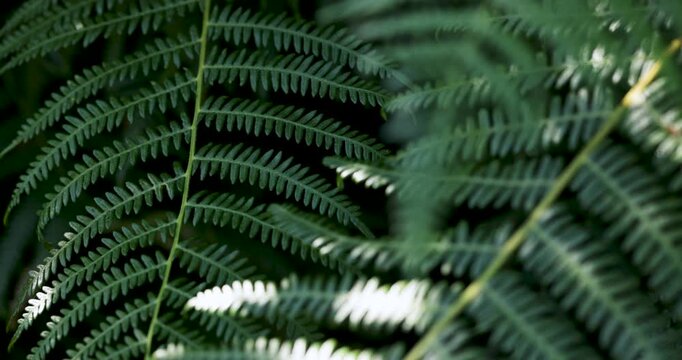 Close up of green fern fronds swaying in the sunlight