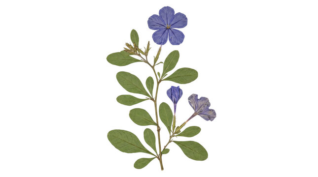 Preserved blue plumbago plant stem with vibrant flowers and developing buds, flanked by distinctive green leaves.