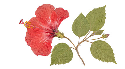 Vibrant pressed red hibiscus flower with prominent stamens, green leaves, and a bud. © Caroline