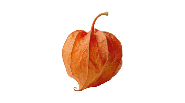 Bright orange physalis lantern fruit with delicate papery texture captured in sharp detail on transparent background