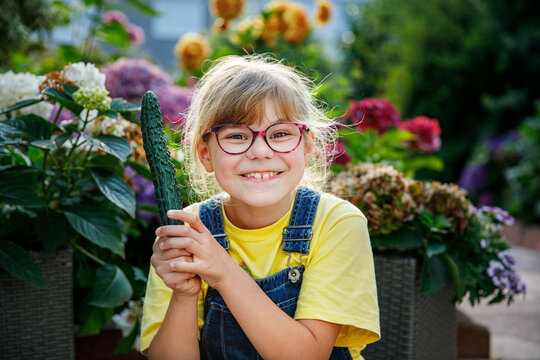 Little elementary school girl with eye glasses eating ripe fresh cucumber from the garden. Happy child enjoying healthy organic snack outdoors in summer
