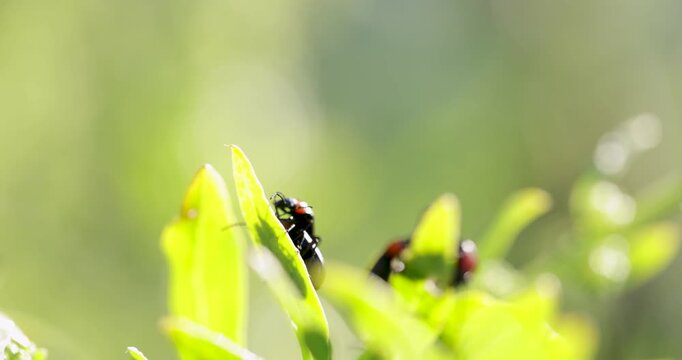 Black beetle climbing a fresh green leaf