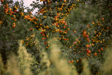 Fototapeta premium Ripe yellow and red plums hanging on branches in summer, fruit trees in orchard with green leaves and soft foreground plants in natural agricultural landscape