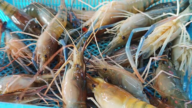 fresh giant river prawns in a blue basket.
