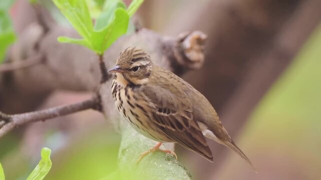 Close up of a small brown passerine bird perched on a tree branch among green leaves, wild animal in its natural habitat with a softly blurred background.