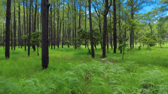 Kirirom National Park tall pine forest in Cambodia longleaf long grass, aerial drone Southeast Asia
