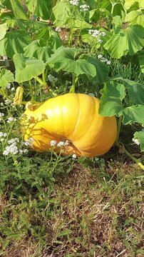 Potiron du jardin qui murit au soleil