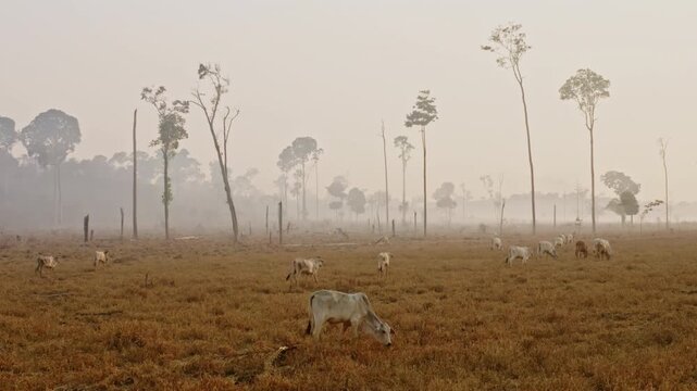 Cattle grazing in a deforested area of the southern Amazon rainforest under dense wildfire smoke, illustrating the environmental impacts of forest fires and land conversion in Brazil.