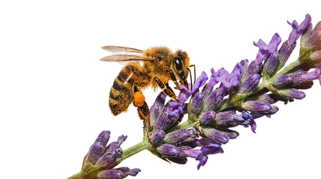 Honey bee collecting pollen on purple lavender flower, macro honeybee on blooming lavender sprig, isolated on white background for nature design