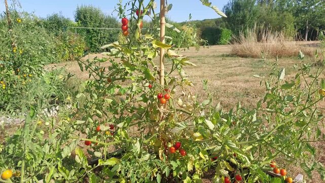La tomate cerise rouge est une vari&eacute;t&eacute; de tomate, cultiv&eacute;e comme cette derni&egrave;re pour ses fruits - mais de taille r&eacute;duite 