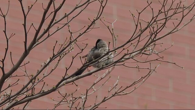 Close up of a small wild bird with fluffed feathers perched on bare tree branches with early spring buds against a blurred urban brick wall background.
