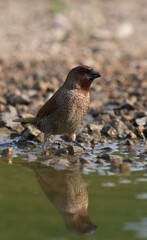 The Common Myna inhabits the wild in Thailand. © nopwaratch