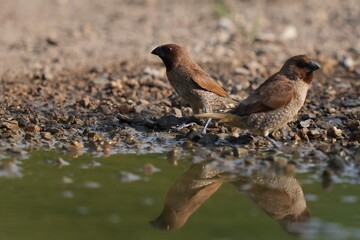 The Common Myna inhabits the wild in Thailand. © nopwaratch
