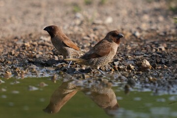 The Common Myna inhabits the wild in Thailand. © nopwaratch