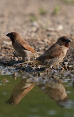The Common Myna inhabits the wild in Thailand. © nopwaratch