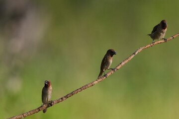 The Common Myna inhabits the wild in Thailand. © nopwaratch