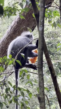 A Thomas langur - Presbytis thomasi - eats a mango given by a tourist in Sumatra, illustrating the harmful practice of feeding vulnerable wild animals.
