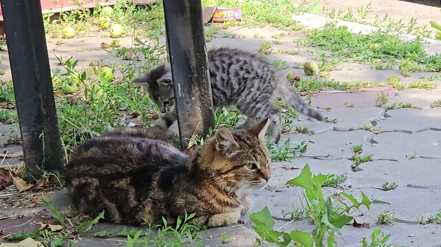 Playful kitten chasing mother cat tail and playing football with small apple outdoors, joyful animal childhood, funny energetic pet behavior