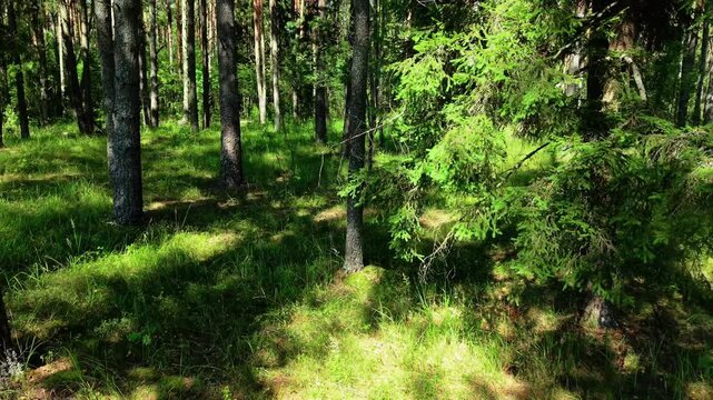 Tall pine trees with dense green foliage covering the forest floor in sunlight