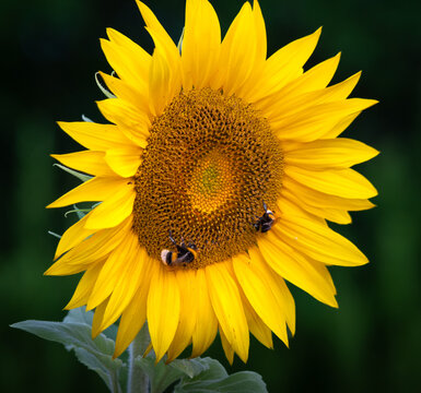 Sonnenblume mit Hummeln im Garten