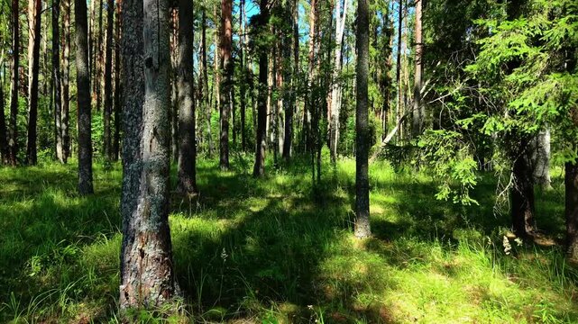 Lush green underbrush amidst tall pine trees in a bright summer forest setting