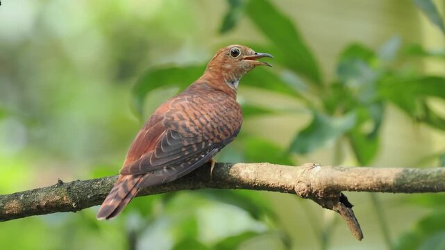 Close up of a beautiful rufous cuckoo bird perched on a tree branch with its beak open singing and calling in its natural green forest habitat.