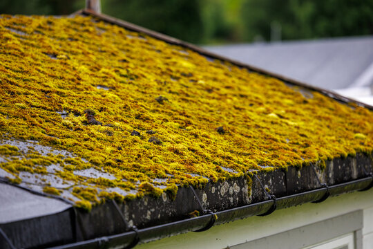 Moss growing on an asphalt shingle roof of a residential house