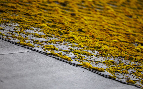 Moss growing on an asphalt shingle roof of a residential house