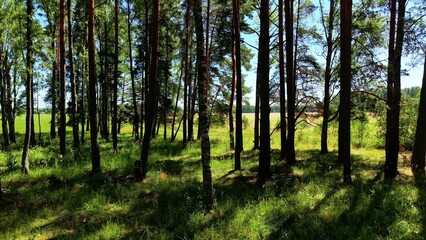 Fototapeta premium Tall pine trees standing in a vibrant green forest landscape under bright blue sky