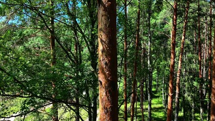 Fototapeta premium Tall pine tree trunks surrounded by lush green foliage in a sunny forest scene