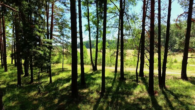 Tall pine trees casting shadows on sunlit grass under a clear blue sky