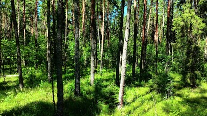Fototapeta premium Tall green pine trees surrounded by lush green grasses and underbrush in a vibrant forest scene