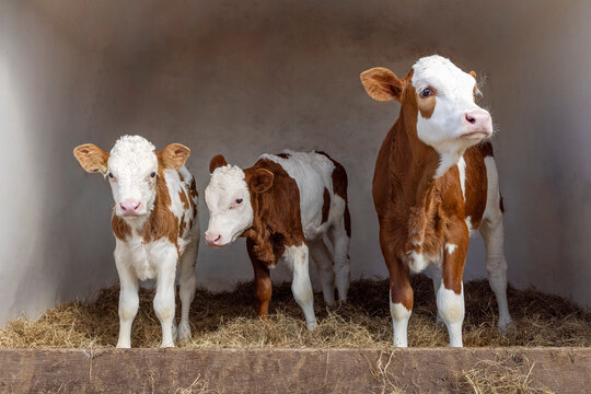 Three calves montbeliarde in a plastic calfhutch, on straw and a sunny day
