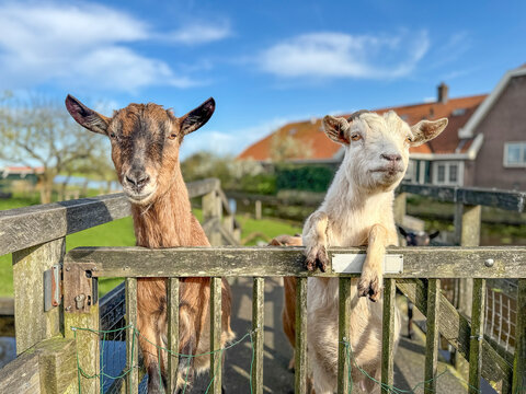Two goat climbing on top of the pen, sassy looking for eye contact, blue sky