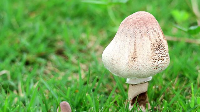 A young mushroom before opening its cap suddenly appearing in a park in the early morning after rain, 4K