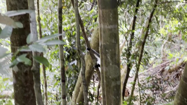A Thomas langur - Presbytis thomasi - climbs down a tree trunk before pausing to look directly at the camera in the rainforest of Sumatra.