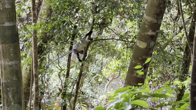 Slow motion of a Thomas langur - Presbytis thomasi - leaping from one tree, rebounding on another, then perching on a branch to eat leaves in Sumatra.