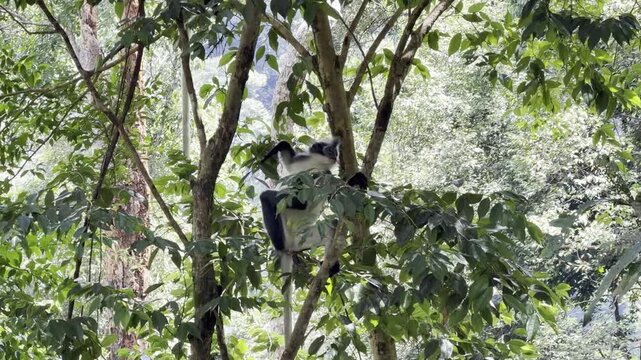 A Thomas langur - Presbytis thomasi - perches high in the canopy and scratches its belly with a hind leg in the rainforest of Sumatra.