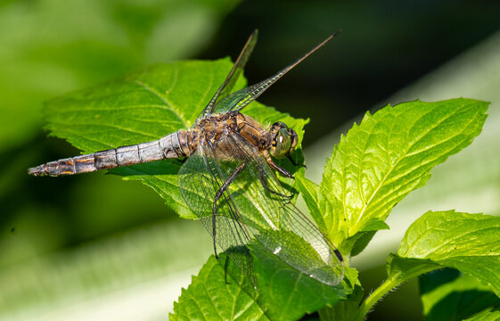 Riesen Libelle sitzt auf einem Blatt