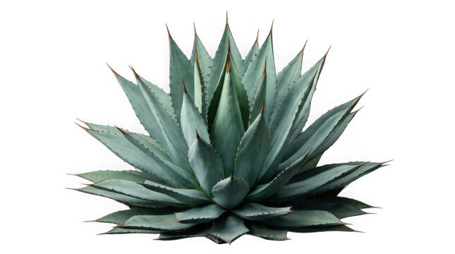 Fresh green agave plant with sharp thorns in a natural desert environment isolated on transparent background