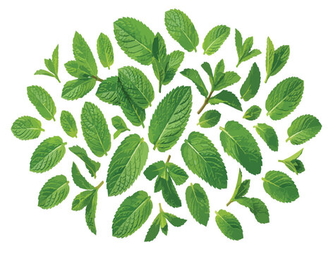 Fresh green mint leaves vector collection, aromatic peppermint herb sprigs on white background, organic spearmint foliage for food and drink design